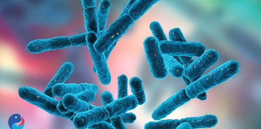 Bacillus trong nuôi trồng thủy sản